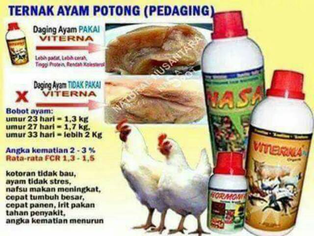 Paket Budidaya Ayam Pedaging Broiler Ayam Kampung Dan Ayam