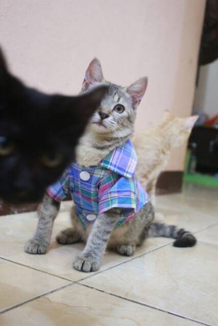 Baju kemeja kotak-kotak biru lucu untuk kucing dan anjing / baju kucing murah size S M L XL