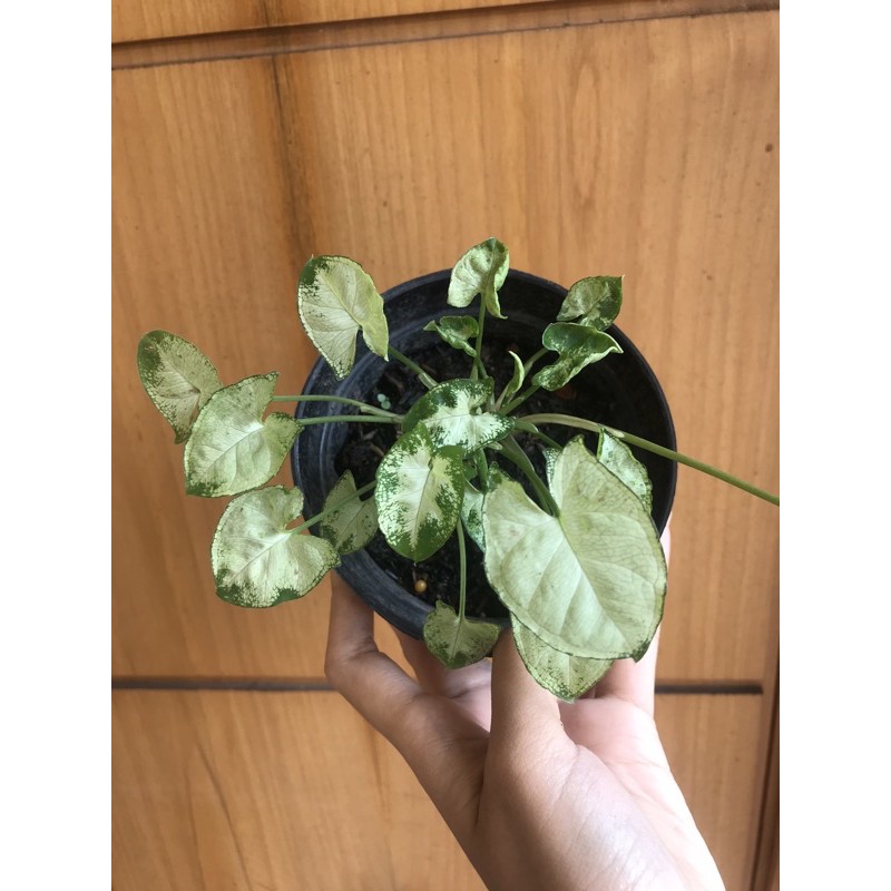 Syngonium mini pixie Keladi liliput