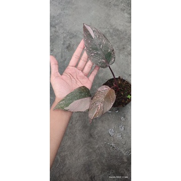 Philodendron Pink Princess Galaxy