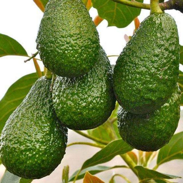 Bibit alpukat hass