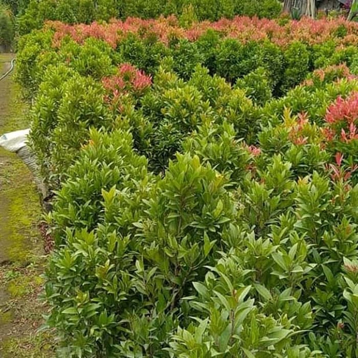 tanaman hias pucuk merah tinggi 1,5 meter