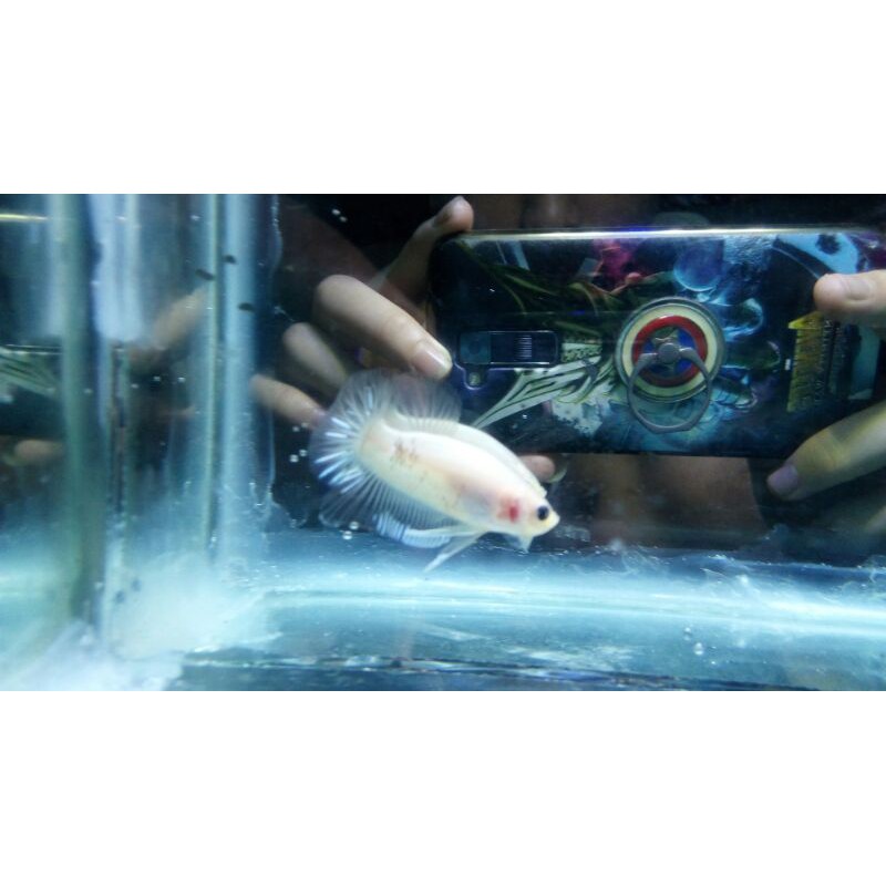 Paket, 3 cupang cello line nemo