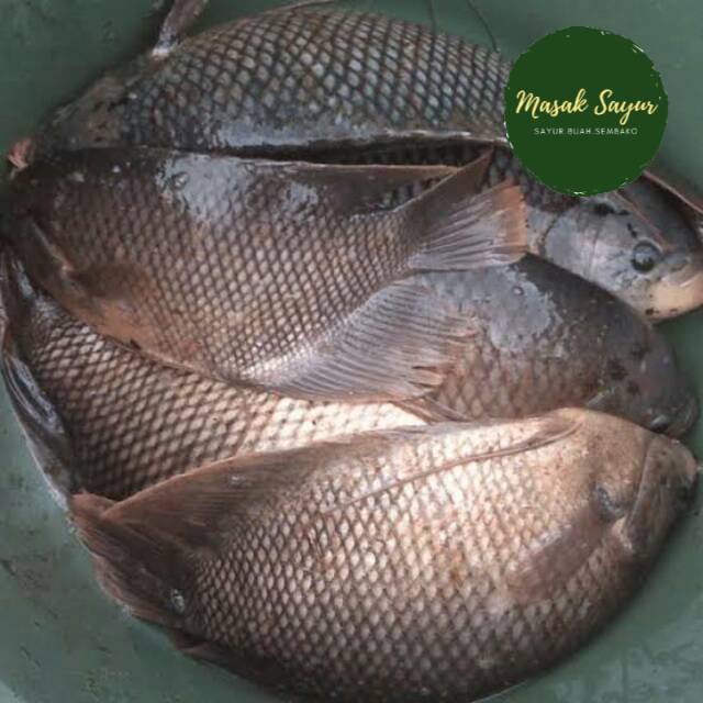 

Ikan gurame segar 1 kg