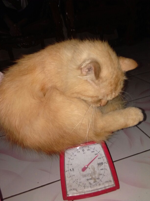 Bye Bye Cat  Gel Pengusir Kucing Kemasan  70 Gram