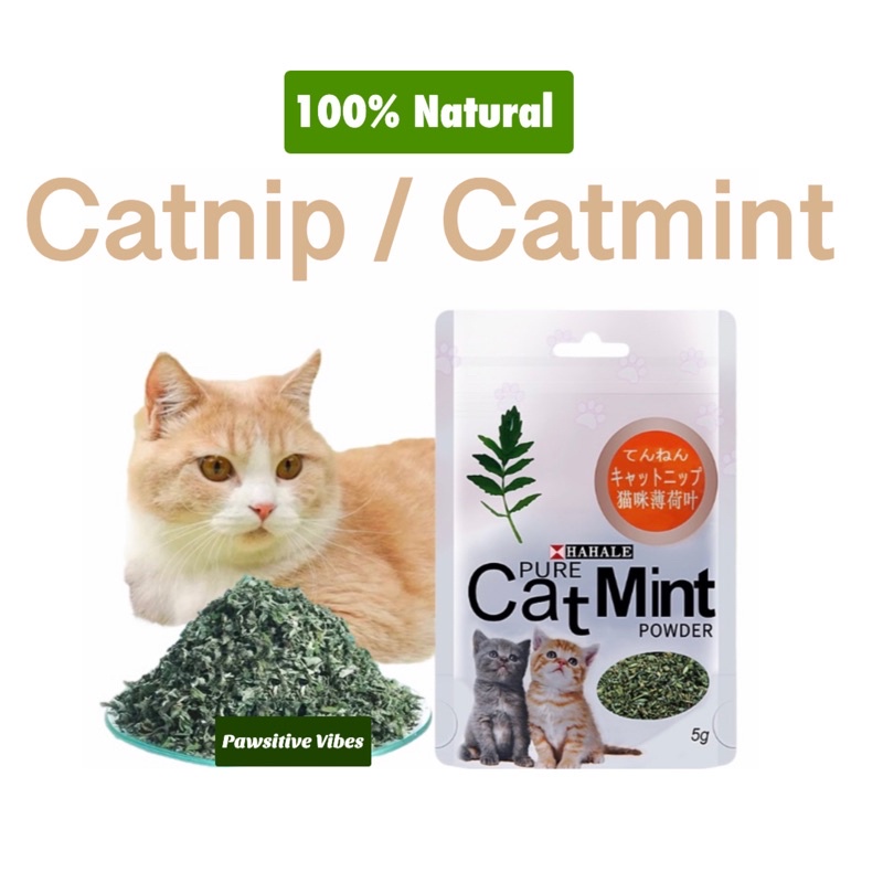 

SGS Bubuk Catnip untuk Kucing | Pure Mint Powder | Catmint Catnip 3pcs