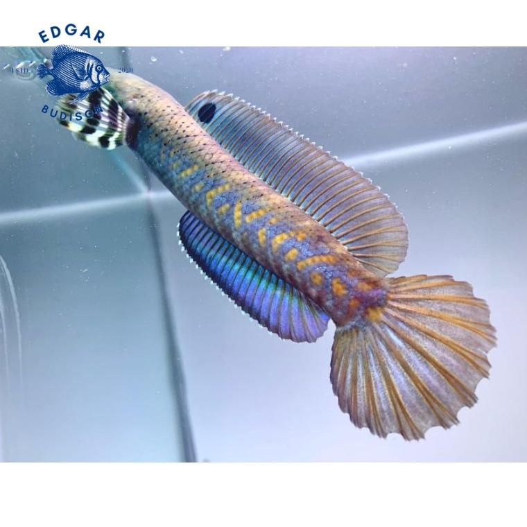 Channa blue pulchra 10-12 cm flaring predator fish (KODE 3576)