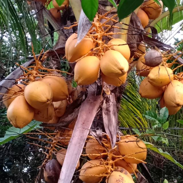 

Kelapa Kuning