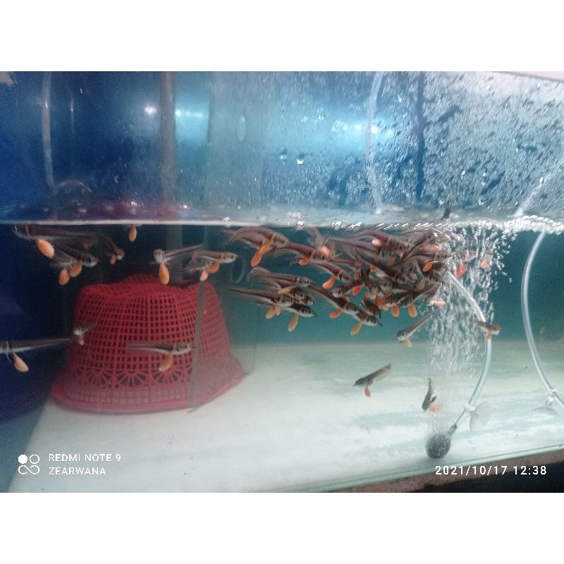 BABY ARWANA SILVER GENDONG TELUR