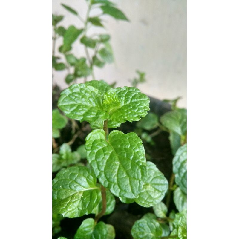 

daun mint(100gr)untuk konsumsi