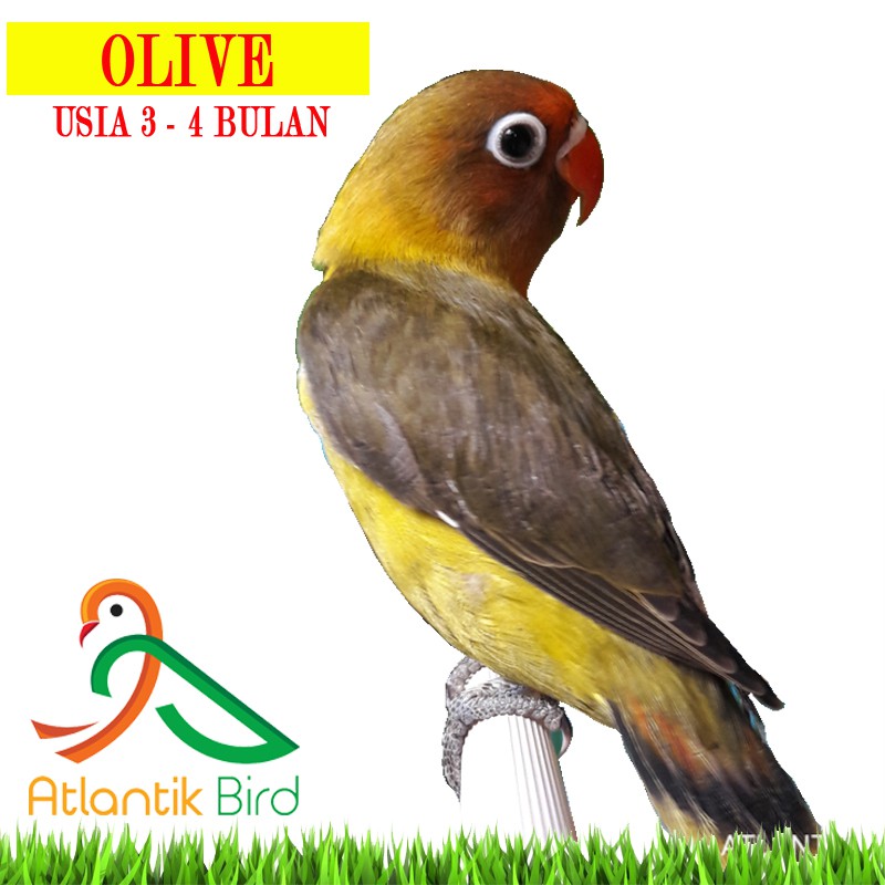 Burung Lovebird Olive 2 5 3bln Update Stock By Wa Only Grab
