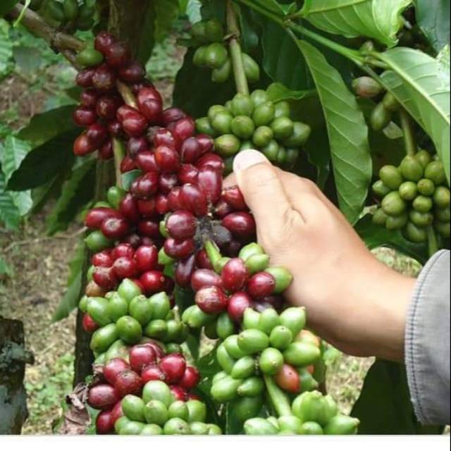 Bibit tanaman kopi arabica