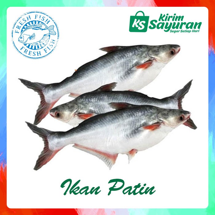 

Ikan Patin (500 g)