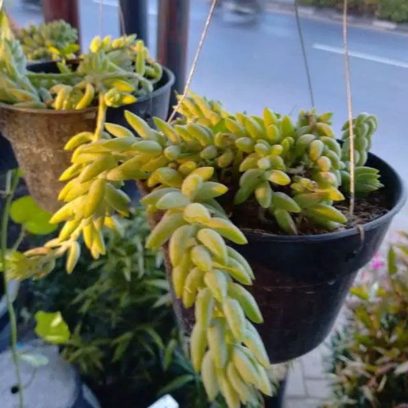 bunga air mata ibu/air tarjun