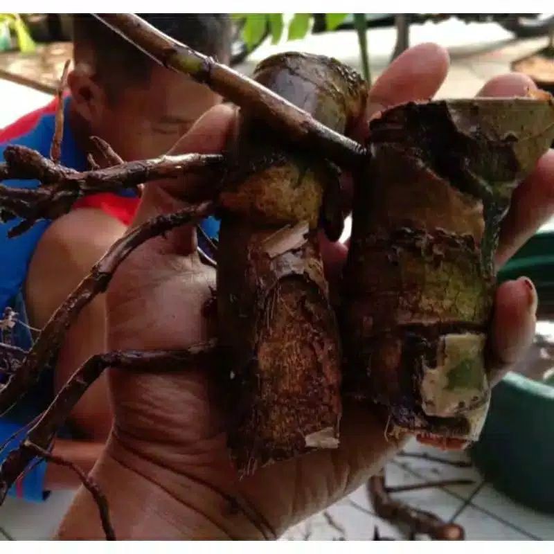 TERBARUBibit bonggol monstera king varigata albino - bonggol monstera varigata albino