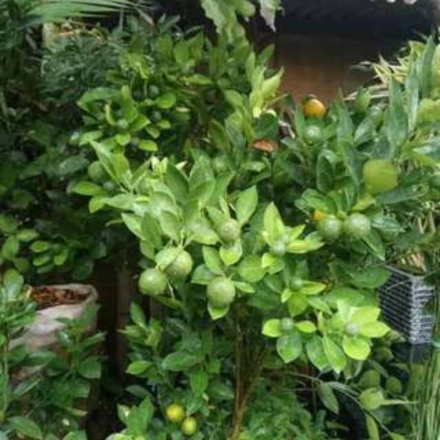 Bibit Jeruk Kunci Berbuah