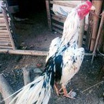 

Telur Fertil Ayam Bangkok Dengan Pacek Warna Unik