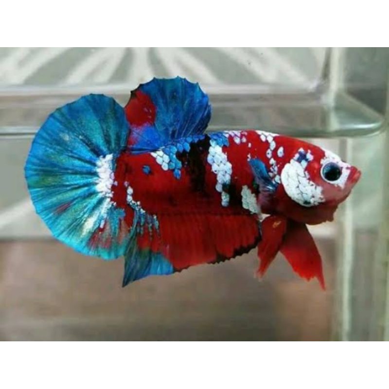 cupang red koi galaxy bahanan _ fgr bettafarm