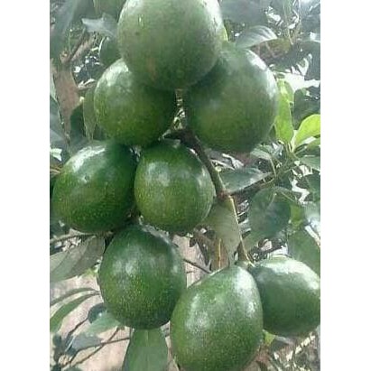 ASLI BIBIT TANAMAN BUAH ALPUKAT MIKI ORI cl3an