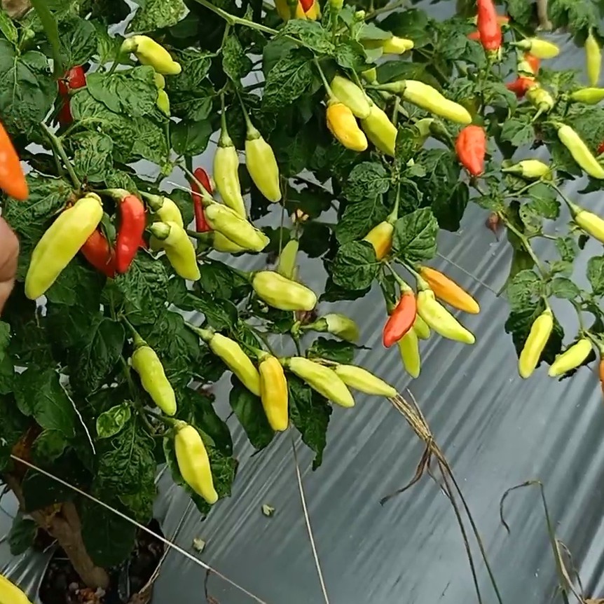 30 Biji Cabe Rawit Setan | cabe rawit super pedas