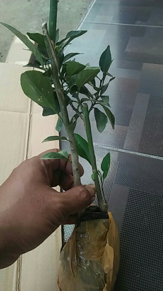 Bibit Buah Jeruk Brazil Supermurah