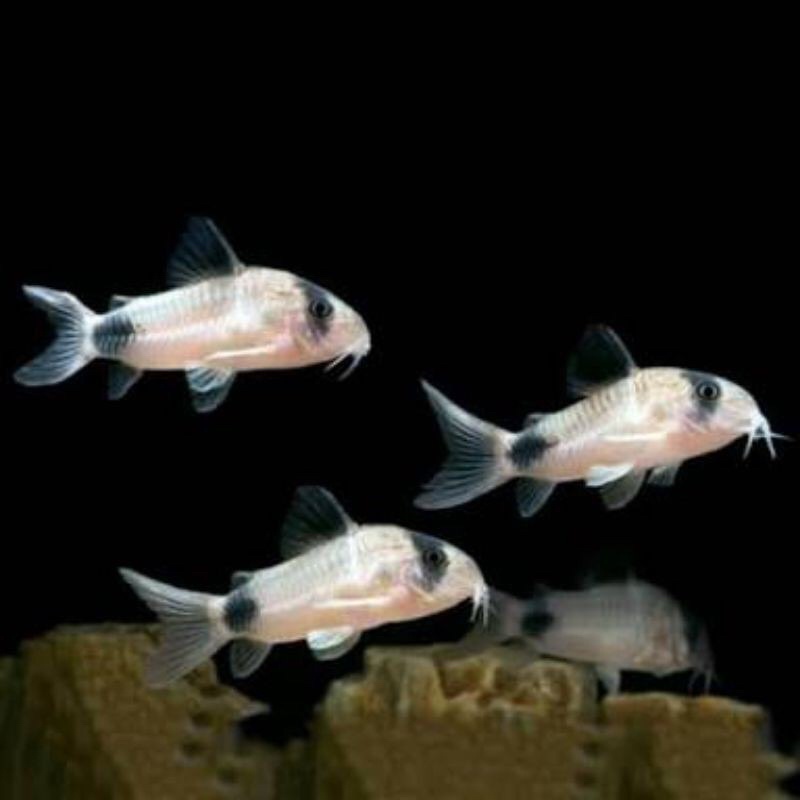 corydoras panda aquascape