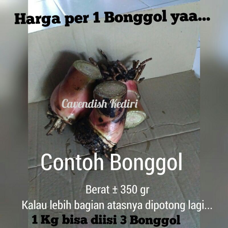 Bonggol Pisang / Bibit Pisang cavendish / Cavendish Grand Nain / 1kg bisa diisi 3 bonggol