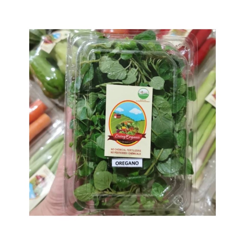 

Oregano Organik Fresh || 50 gr || Oregano Organic Veggies Italian Herbal