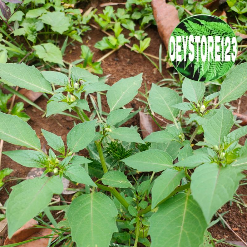 

Daun batang ciplukan cendet segar per 500 grm