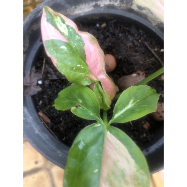syngonium redspot tricolor