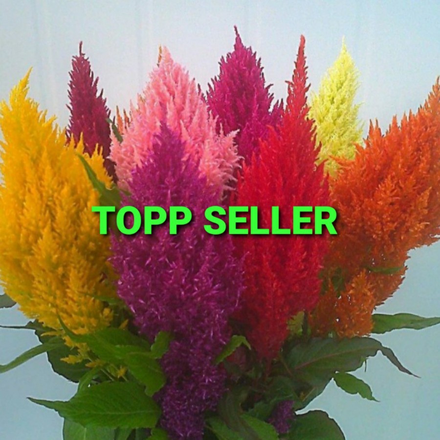 PROMO 3000 BIJI/BENIH BUNGA CELOSIA IMPORT BERBAGAI JENIS DAN WARNA (MIX) A88