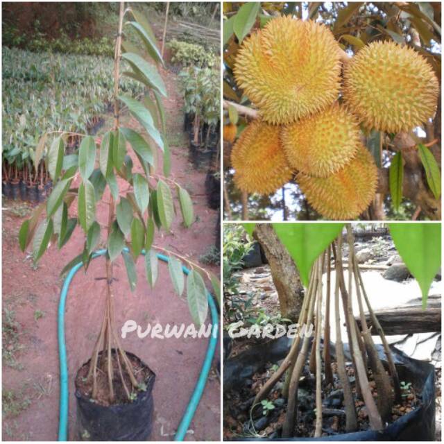 Bibit Durian MusangKing Kaki 10
