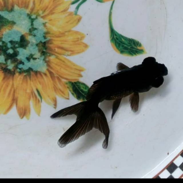 Ikan Hias Mas Koki Buldog Lowo Black Moor Aquarium