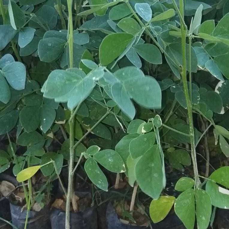 bibit trembesi