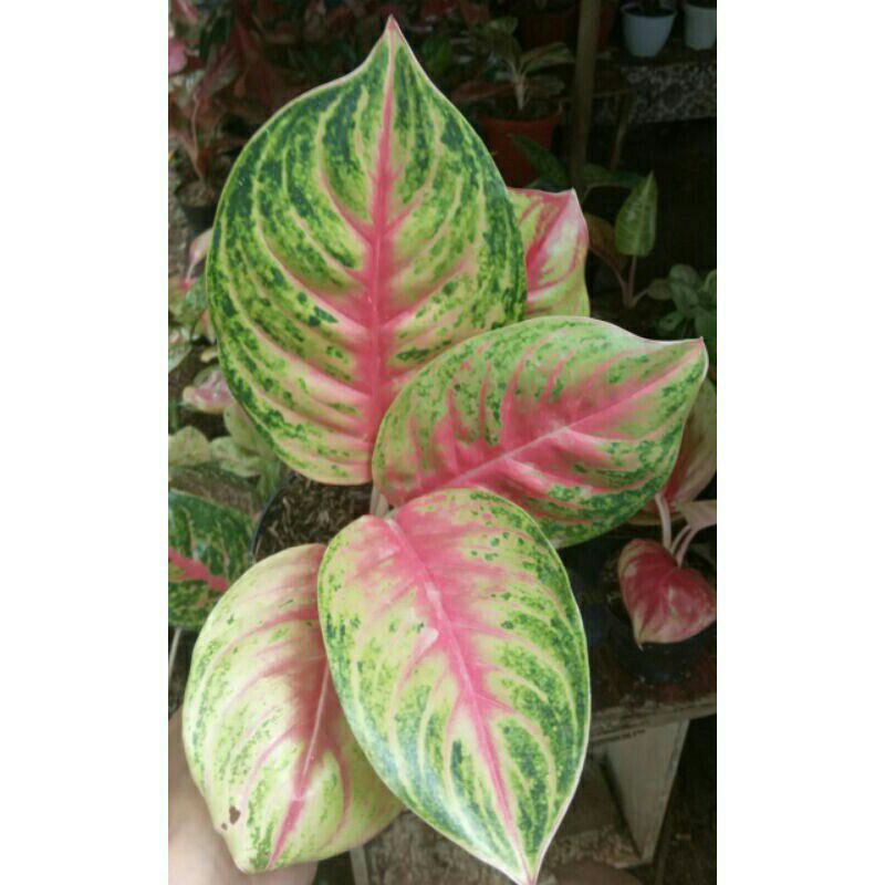 tanaman hias aglonema andini-Tanaman Hias Aglonema Andini-Aglonema Andini-ANDINI AGLONEMA PrOMO