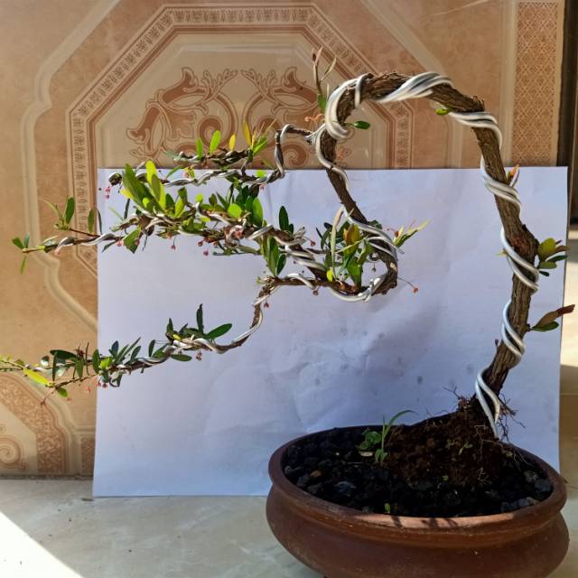 Bonsai cendrawasih - tanaman bonsai cendrawasih