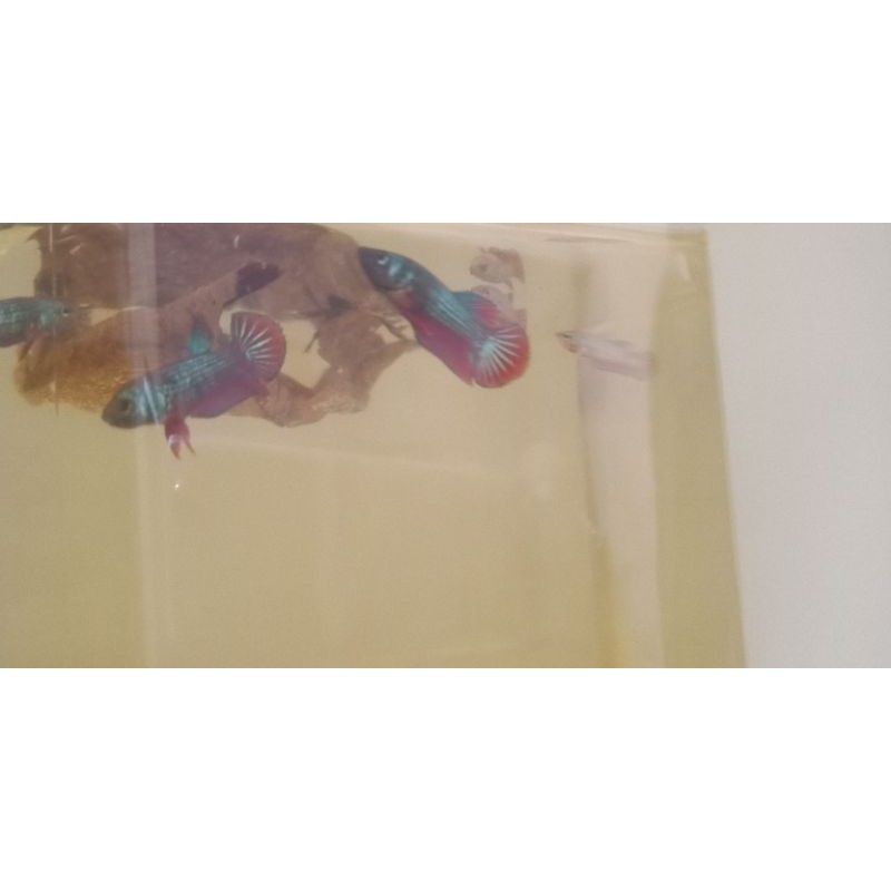 ikan cupang red koi galaxy