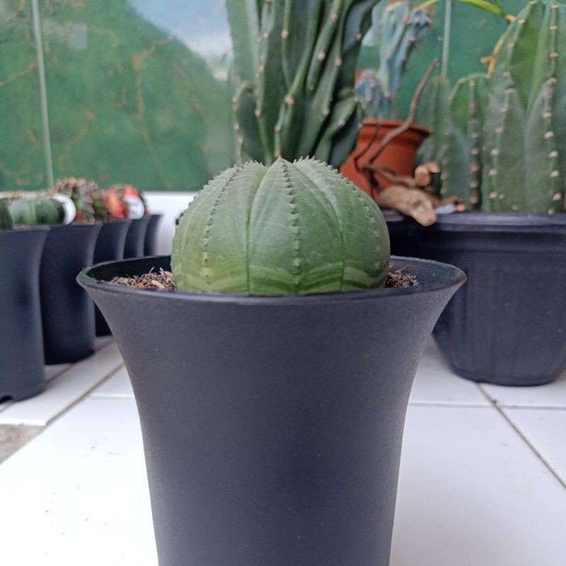 kaktus euphorbia obesa
