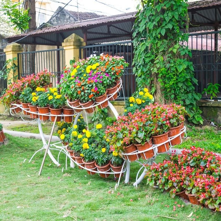 BS-BYL Bibit Bunga Benih Tanaman Bunga Hias Matahari Mawar Aster Vinca Krisan Telang Sunflower Krokot Lavender Marigold Zinnia-6