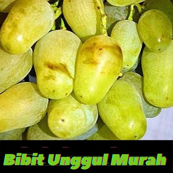 Bibit anggur import gordey hasil grafting