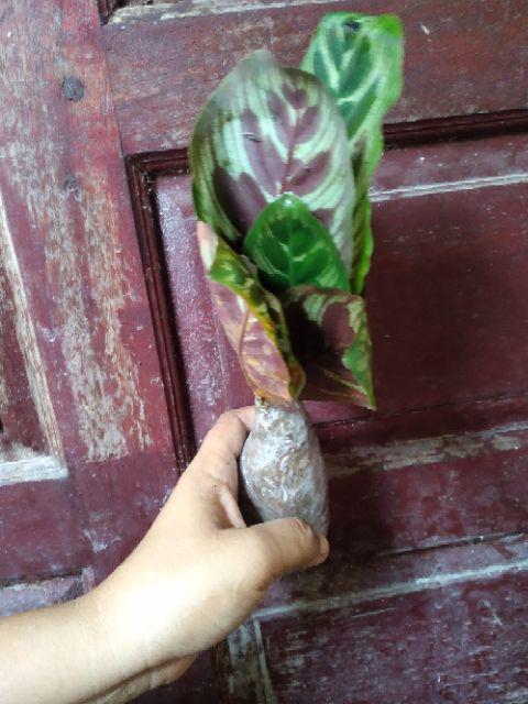 New Produck!! Tanaman Hias Calathea Sepat - Kalatea Sepat - Clathea Sepat