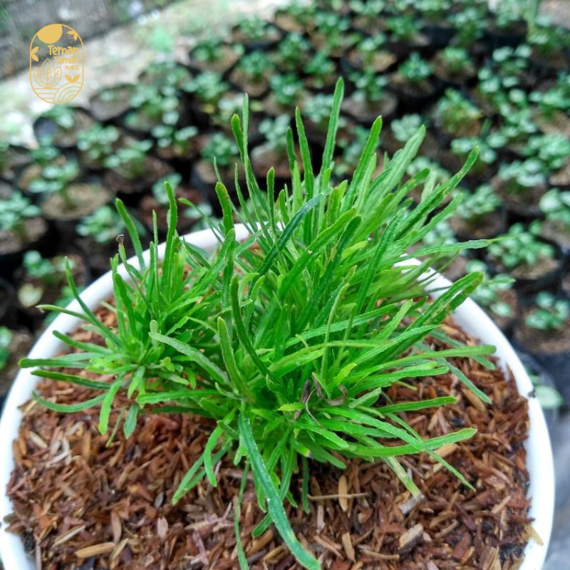 Teman Taman Plants - Tanaman Hias Krokot Jarum | Bunga Mini Tahan Panas