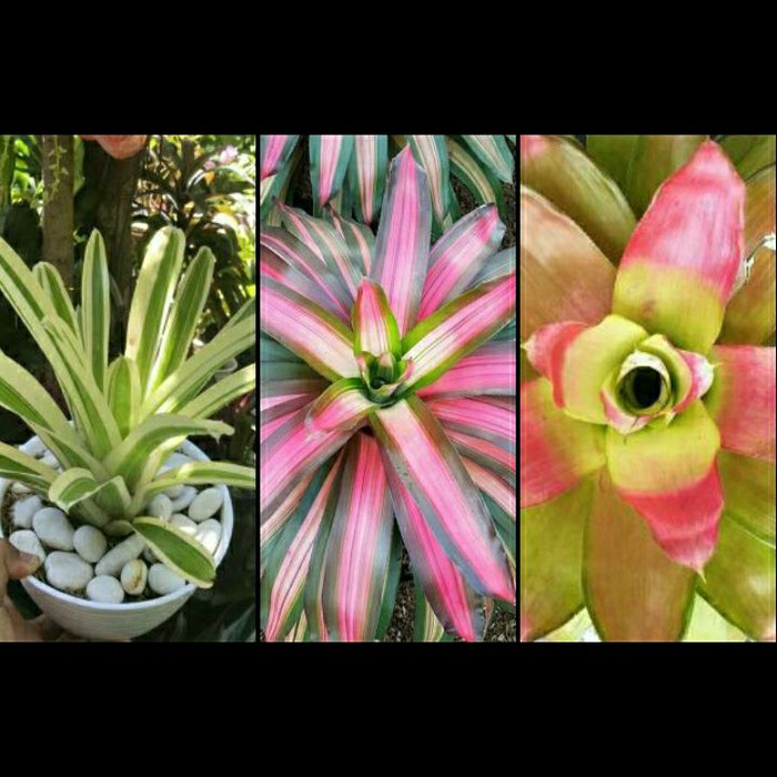 paket 3 bromelia /tri color/white/red