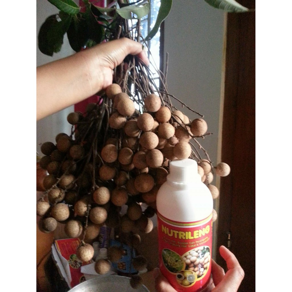 

Boster Kelengkeng Nutrileng