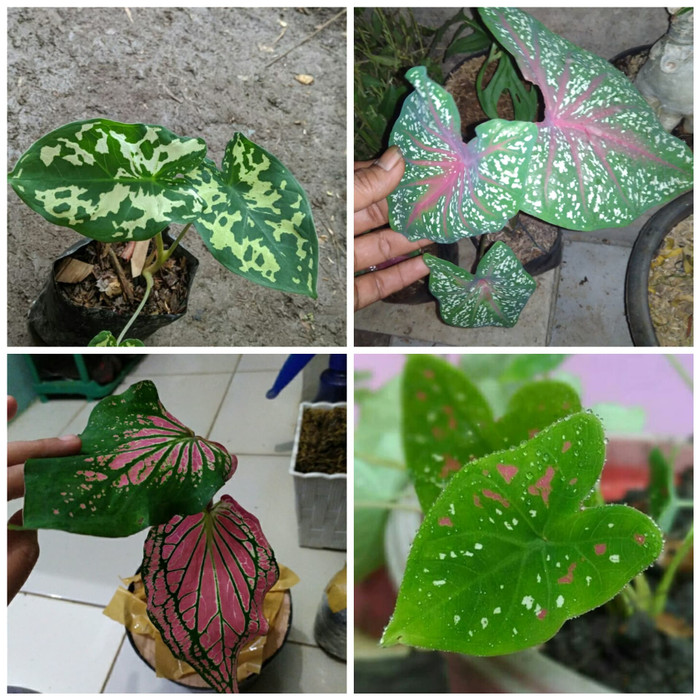 4 paket tanaman keladi