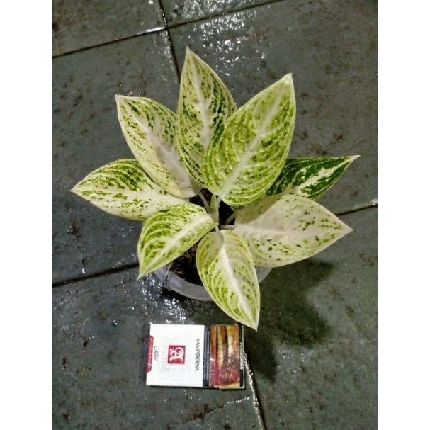 Aglonema anakan white legacy