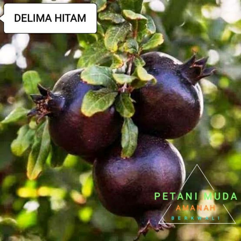 bibit delima hitam