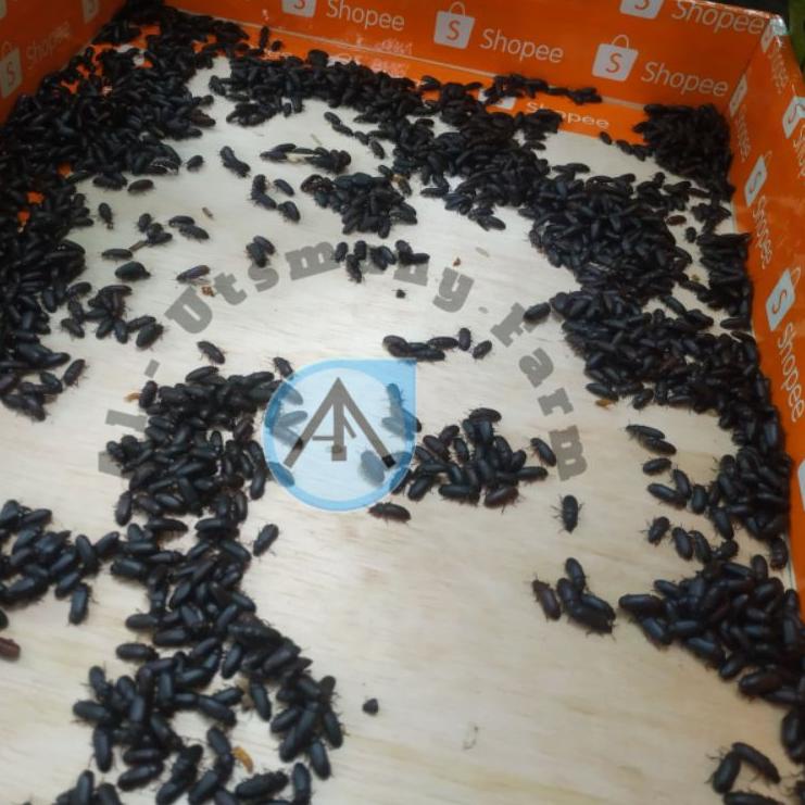 Top Produk.. KEPIK ULAT HONGKONG Paket 1 Gelas Plus