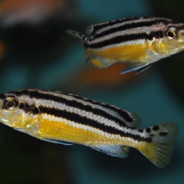 Ikan hias niasa Cichlid