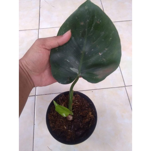 philodendron white wizard